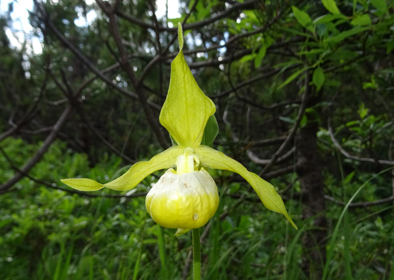 Cypripedium calceolus f. flavum